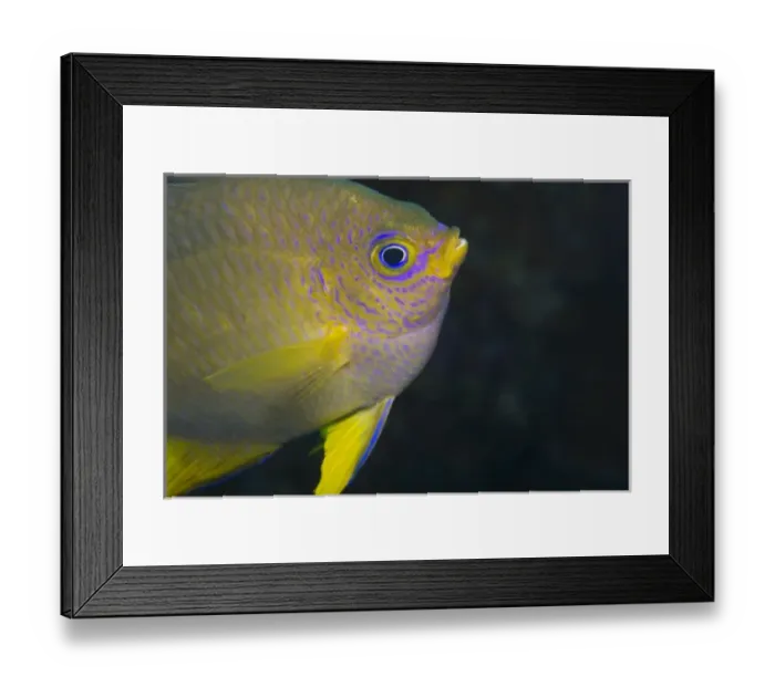 Framed Print : Asia, Indonesia