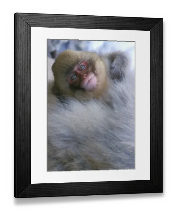 Framed Print : Japan, Nagano, Jigokudani, Snow Monkey Baby, Japanese Macaque, (Macaca fuscata) Framed Print : Japan, Nagano, Jigokudani, Snow Monkey Baby, Japanese Macaque, (Macaca fuscata)