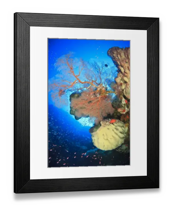 Framed Print : Gorgonian sea fans, Gunung Api Island, Banda Sea, Indonesia Framed Print : Gorgonian sea fans, Gunung Api Island, Banda Sea, Indonesia