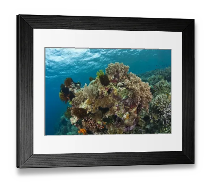 Framed Print : Scuba Diving at Tukang Besi / Wakatobi Archipelago Marine Preserve, South Sulawesi, Indonesia, S Framed Print : Scuba Diving at Tukang Besi / Wakatobi Archipelago Marine Preserve, South Sulawesi, Indonesia, S