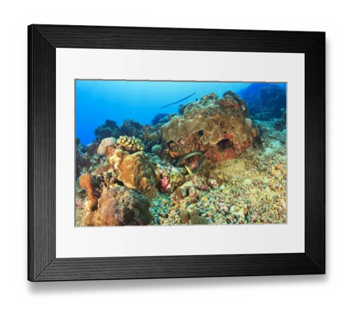 Framed Print : Banded Sea Krait (Laticauda sp. ), Gunung Api Island, Banda Sea, Indonesia Framed Print : Banded Sea Krait (Laticauda sp. ), Gunung Api Island, Banda Sea, Indonesia