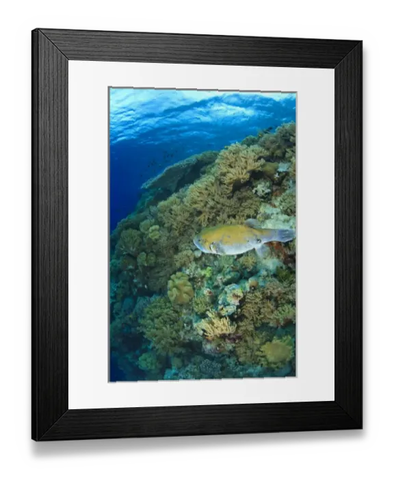 Framed Print : Stary Puffer fish, Scuba Diving at Tukang Besi / Wakatobi Archipelago Marine Preserve Framed Print : Stary Puffer fish, Scuba Diving at Tukang Besi / Wakatobi Archipelago Marine Preserve