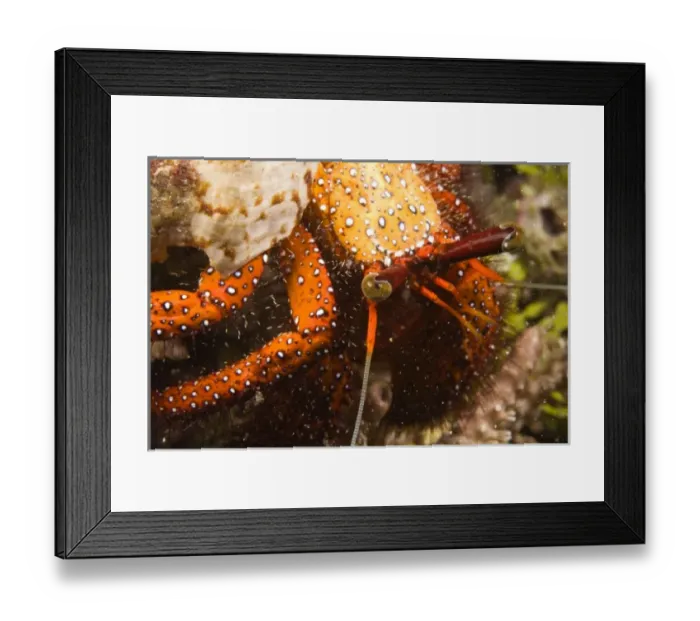 Framed Print : Indonesia, South Sulawesi Province, Wakatobi Archipelago Marine Preserve. Hermit Crab Framed Print : Indonesia, South Sulawesi Province, Wakatobi Archipelago Marine Preserve. Hermit Crab