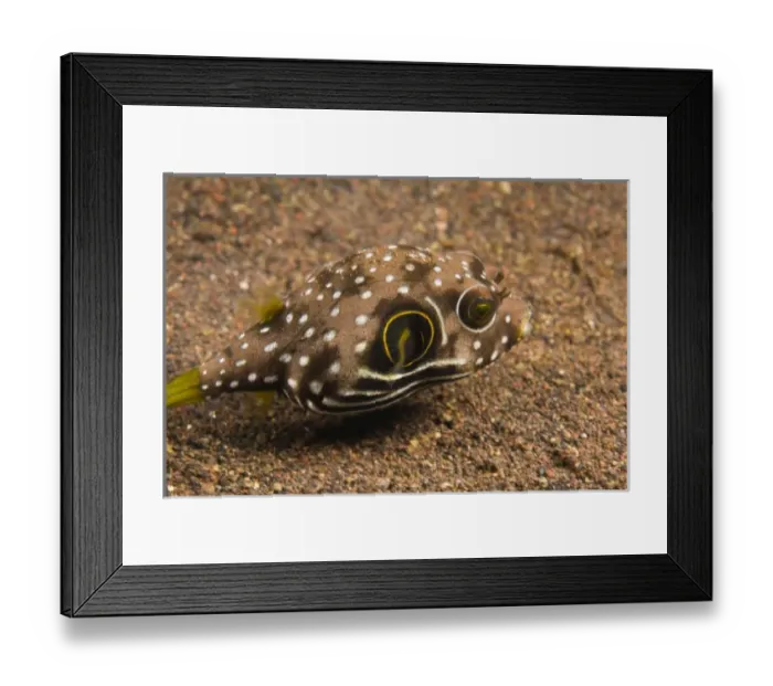 Framed Print : Indonesia, Bali Province, Tulamben. Bristly Puffer (Arothron hispidus)