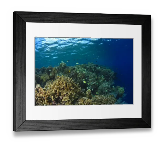 Framed Print : Scuba Diving at Tukang Besi / Wakatobi Archipelago Marine Preserve, South Sulawesi, Indonesia, S Framed Print : Scuba Diving at Tukang Besi / Wakatobi Archipelago Marine Preserve, South Sulawesi, Indonesia, S