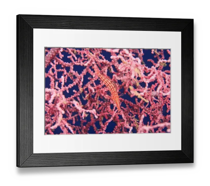 Framed Print : Longnose Hawkfish, Tulamben, North Bali, Indonesia Framed Print : Longnose Hawkfish, Tulamben, North Bali, Indonesia