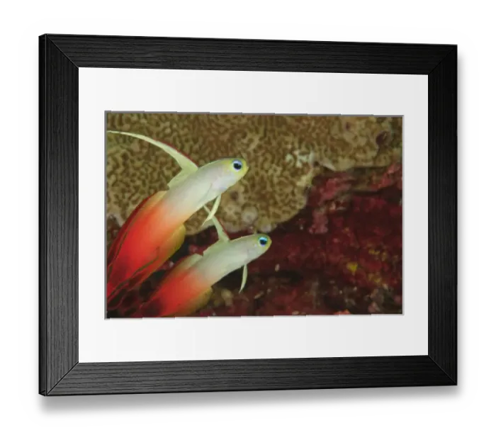 Framed Print : Fire Dartfish (Nemateleotris magnifica) Banda Sea, Indonesia Framed Print : Fire Dartfish (Nemateleotris magnifica) Banda Sea, Indonesia