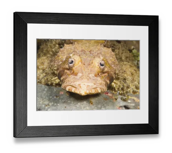 Framed Print : Asia, Indonesia