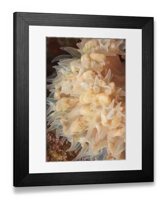 Framed Print : Asia, Indonesia Framed Print : Asia, Indonesia