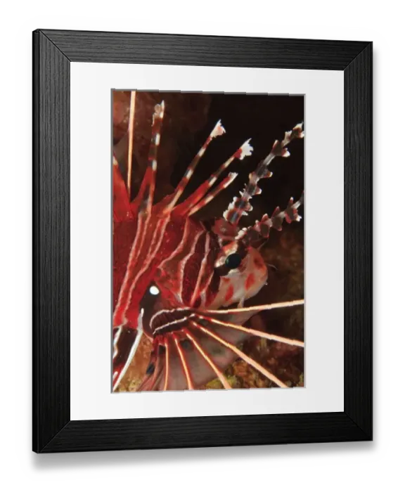Framed Print : Zebra Lionfish (Dendrochirus zebra) Banda Sea, Indonesia
