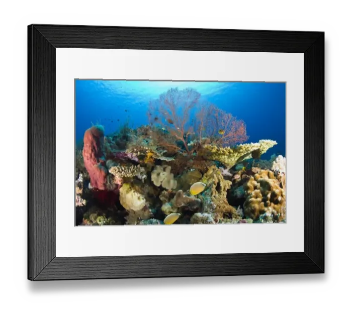 Framed Print : Indonesia, South Sulawesi Province, Wakatobi Archipelago Marine Preserve. Butterflyfish and coral