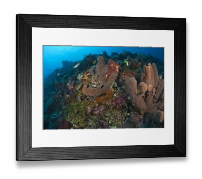 Framed Print : Scuba Diving at Tukang Besi  /  Wakatobi Archipelago Marine Preserve, South Sulawesi, Indonesia, S