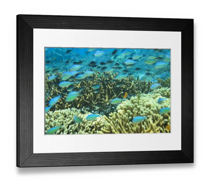 Framed Print : Blue-green Chromis (Chromis virida) schooling near Acropora coral reef, Wetar Island