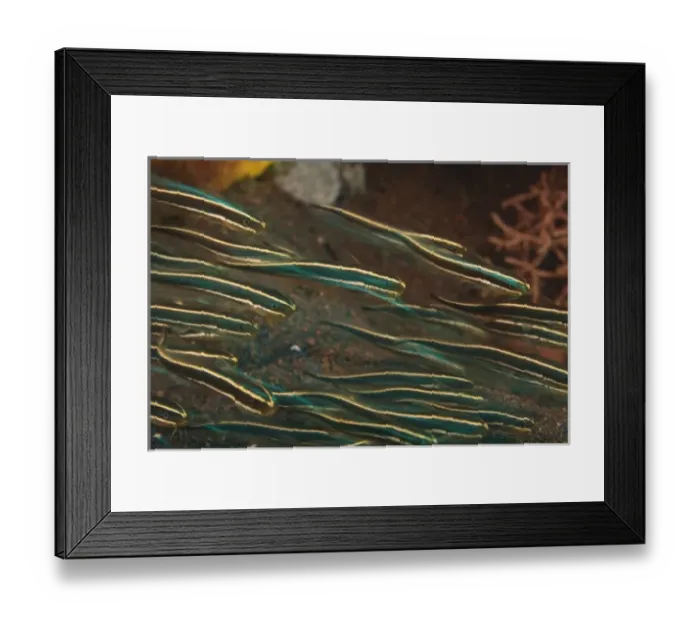 Framed Print : Asia, Indonesia Framed Print : Asia, Indonesia