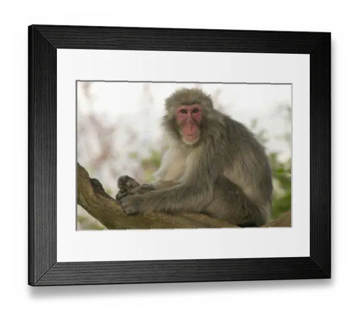 Framed Print : Unknown. Asia, Japan, Honshu island, Kyoto, Arashiyama Monkey Park, Japanese Macaque 