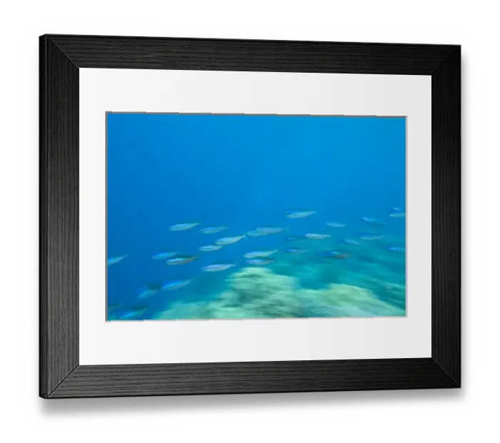 Framed Print : Indonesia, South Sulawesi Province, Wakatobi Archipelago Marine Preserve. Bluestreak Fusiliers