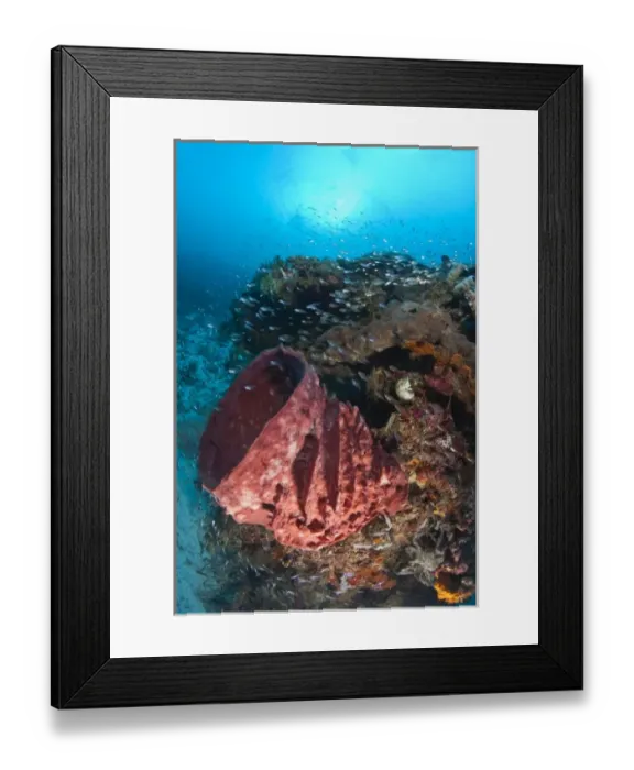 Framed Print : large barrel sponge, Scuba Diving at Tukang Besi / Wakatobi Archipelago Marine Preserve Framed Print : large barrel sponge, Scuba Diving at Tukang Besi / Wakatobi Archipelago Marine Preserve