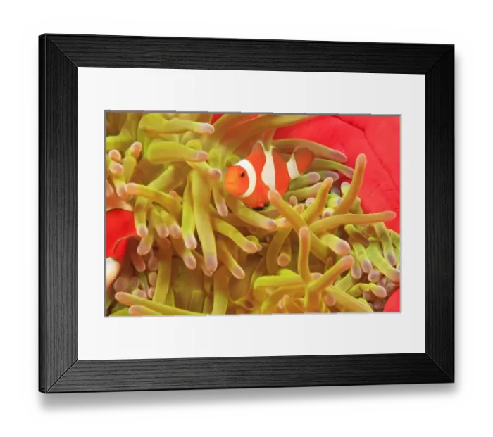 Framed Print : anemonefish on giant indo pacific sea anemone, Scuba Diving at Tukang Besi / Wakatobi Framed Print : anemonefish on giant indo pacific sea anemone, Scuba Diving at Tukang Besi / Wakatobi