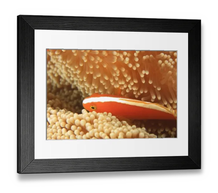 Framed Print : anemonefish, Scuba Diving at Tukang Besi / Wakatobi Archipelago Marine Preserve, South Sulawesi Framed Print : anemonefish, Scuba Diving at Tukang Besi / Wakatobi Archipelago Marine Preserve, South Sulawesi
