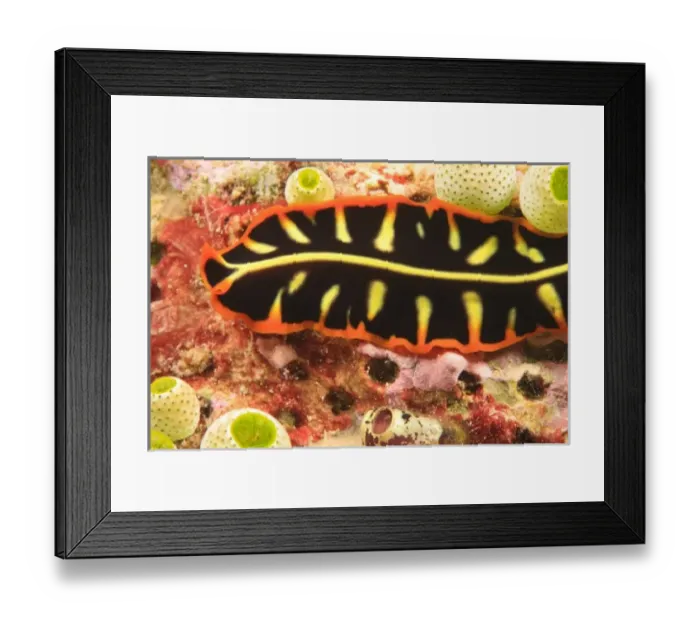 Framed Print : flatworm, Scuba Diving at Tukang Besi / Wakatobi Archipelago Marine Preserve, South Sulawesi Framed Print : flatworm, Scuba Diving at Tukang Besi / Wakatobi Archipelago Marine Preserve, South Sulawesi