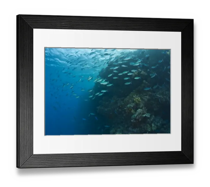 Framed Print : schooling fish, Scuba Diving at Tukang Besi / Wakatobi Archipelago Marine Preserve Framed Print : schooling fish, Scuba Diving at Tukang Besi / Wakatobi Archipelago Marine Preserve