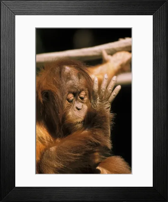Framed Print : Borneo. Captive orangutan, or pongo pygmaeus Framed Print : Borneo. Captive orangutan, or pongo pygmaeus