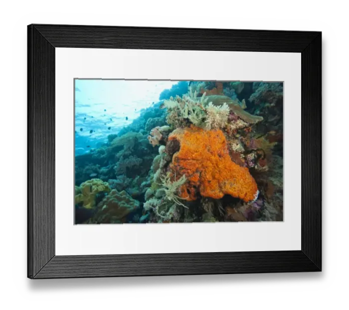 Framed Print : Pristine Scuba Diving at Tukang Besi  /  Wakatobi Archilpelago Marine Preserve, South Sulawesi