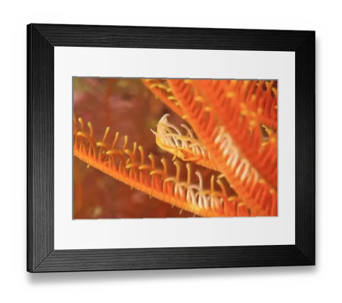 Framed Print : close view of crinoid shrimp, Scuba Diving at Tukang Besi / Wakatobi Archipelago Marine Preserve Framed Print : close view of crinoid shrimp, Scuba Diving at Tukang Besi / Wakatobi Archipelago Marine Preserve