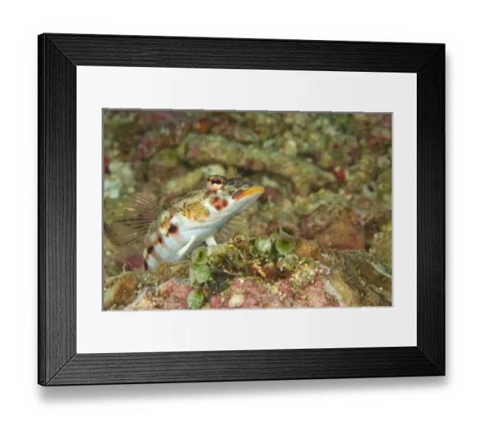 Framed Print : Mill Creek, WA 98012 Framed Print : Mill Creek, WA 98012