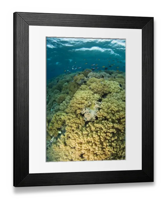 Framed Print : Indonesia, South Sulawesi Province, Wakatobi Archipelago Marine Preserve. Pristine scuba diving Framed Print : Indonesia, South Sulawesi Province, Wakatobi Archipelago Marine Preserve. Pristine scuba diving