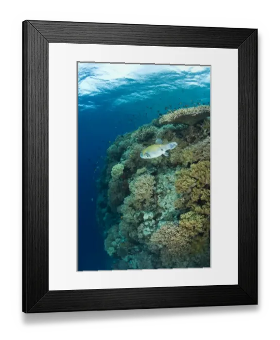 Framed Print : Indonesia, South Sulawesi Province, Wakatobi Archipelago Marine Preserve. Pufferfish Framed Print : Indonesia, South Sulawesi Province, Wakatobi Archipelago Marine Preserve. Pufferfish