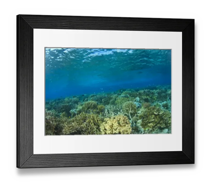 Framed Print : Scuba Diving at Tukang Besi / Wakatobi Archipelago Marine Preserve, South Sulawesi, Indonesia, S Framed Print : Scuba Diving at Tukang Besi / Wakatobi Archipelago Marine Preserve, South Sulawesi, Indonesia, S