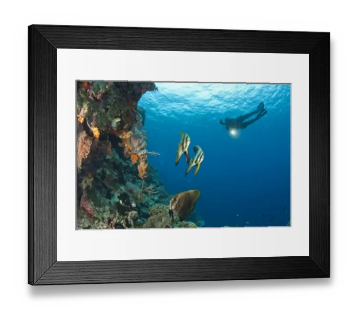 Framed Print : batfish and scuba divers at Tukang Besi Marine Preserve, pristine reefs near Wakatobi Diver Resort Framed Print : batfish and scuba divers at Tukang Besi Marine Preserve, pristine reefs near Wakatobi Diver Resort
