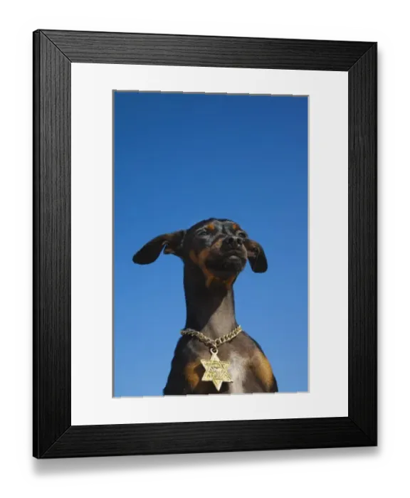 Framed Print : Israel, Tel Aviv, small dog with Jewish Star of David medallion, R, (MR)_ISL_11_001 Framed Print : Israel, Tel Aviv, small dog with Jewish Star of David medallion, R, (MR)_ISL_11_001