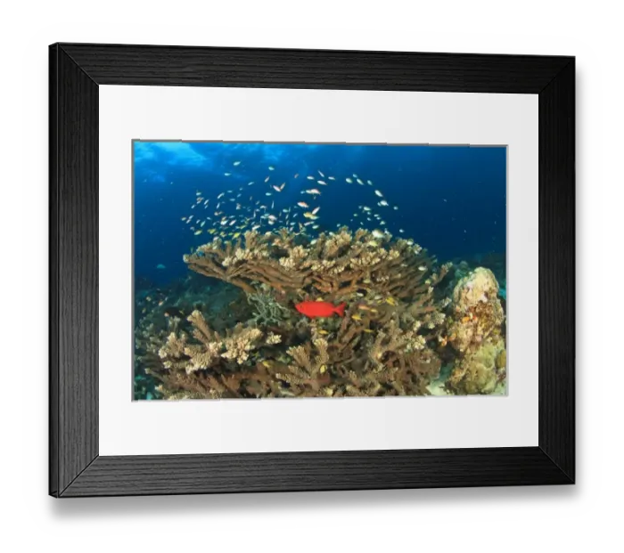 Framed Print : Asia, Indonesia Framed Print : Asia, Indonesia