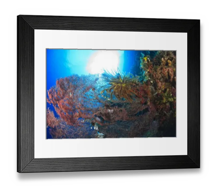 Framed Print : feather star on gorgonian sea fan, Scuba Diving at Tukang Besi / Wakatobi Archipelago Marine Preserve Framed Print : feather star on gorgonian sea fan, Scuba Diving at Tukang Besi / Wakatobi Archipelago Marine Preserve