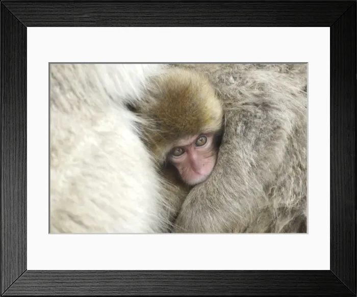 Framed Print : Asia, Japan Framed Print : Asia, Japan