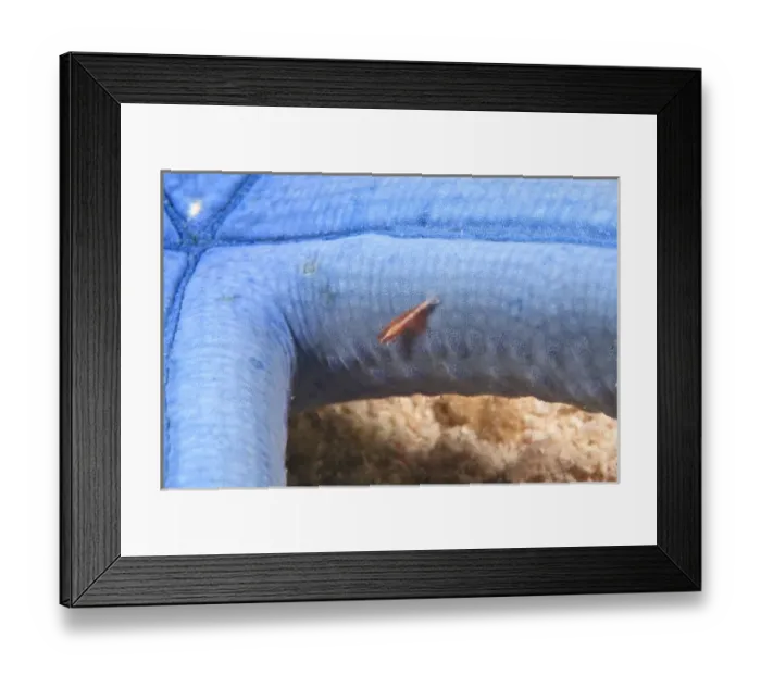 Framed Print : commensal shrimp on sea star, Scuba Diving at Tukang Besi  /  Wakatobi Archipelago Marine Preserve