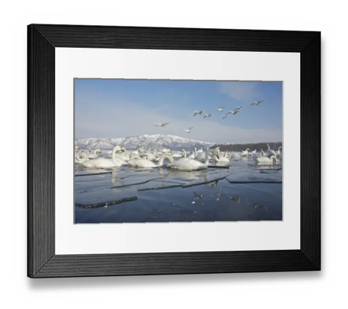 Framed Print : Japan, Hokkaido, Teshikaga. Whooper swans rest and fly over partially ice-covered Lake Kussharo Framed Print : Japan, Hokkaido, Teshikaga. Whooper swans rest and fly over partially ice-covered Lake Kussharo