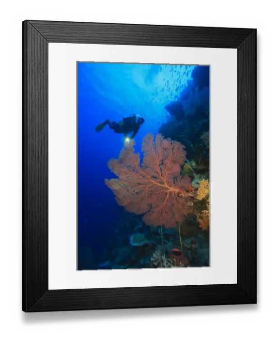 Framed Print : large gorgonian sea fans, Model Released scuba divers at Tukang Besi Marine Preserve Framed Print : large gorgonian sea fans, Model Released scuba divers at Tukang Besi Marine Preserve