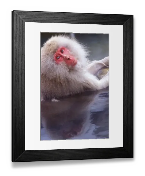 Framed Print : Japan, Nagano, Jigokudani, Snow Monkey in Hot Spring, Japanese Macaque, (Macaca fuscata) Framed Print : Japan, Nagano, Jigokudani, Snow Monkey in Hot Spring, Japanese Macaque, (Macaca fuscata)