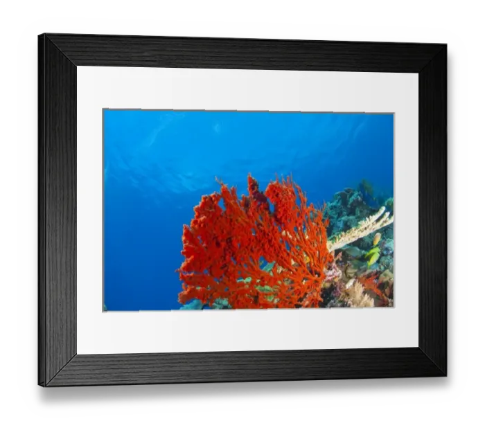 Framed Print : Scuba Diving at Tukang Besi / Wakatobi Archipelago Marine Preserve, South Sulawesi, Indonesia, S Framed Print : Scuba Diving at Tukang Besi / Wakatobi Archipelago Marine Preserve, South Sulawesi, Indonesia, S