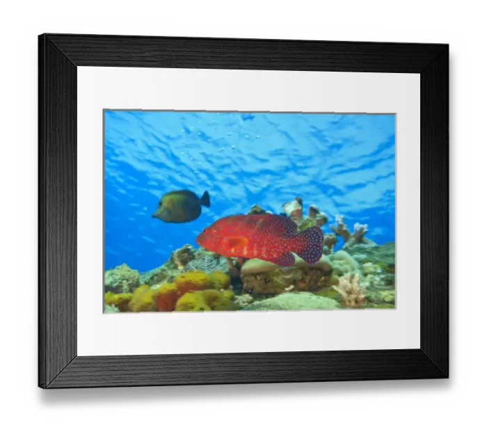 Framed Print : colorful coral coad and unicornfish behind, World War II Shipwreck-Liberty Cargo Ship Framed Print : colorful coral coad and unicornfish behind, World War II Shipwreck-Liberty Cargo Ship