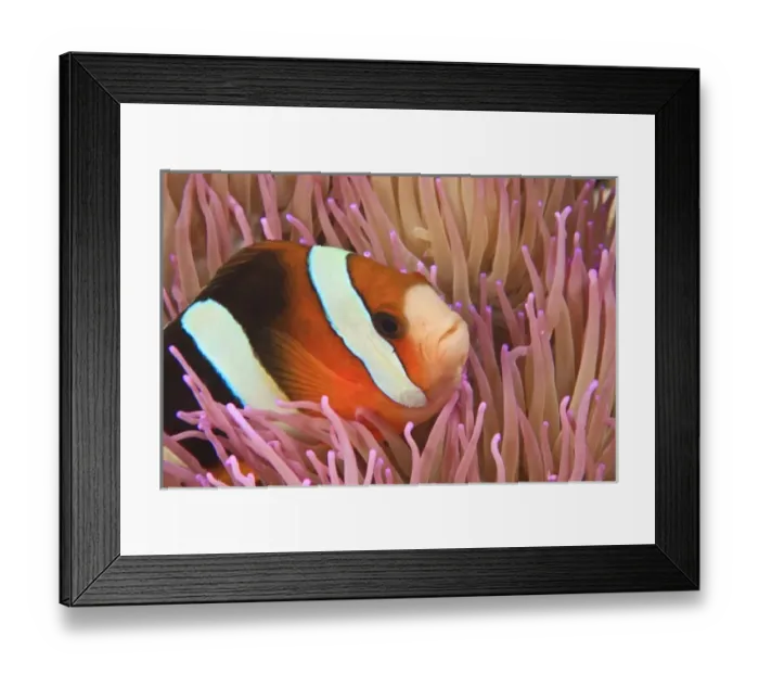 Framed Print : anemonefish, Scuba Diving at Tukang Besi / Wakatobi Archipelago Marine Preserve, South Sulawesi Framed Print : anemonefish, Scuba Diving at Tukang Besi / Wakatobi Archipelago Marine Preserve, South Sulawesi