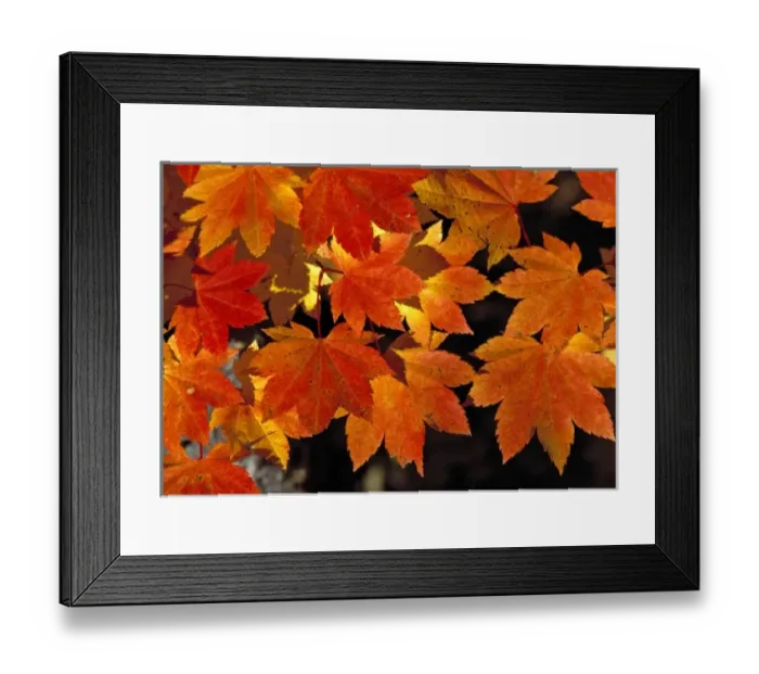 Framed Print : Japan, Tochigi Pref. Nikko NP. Backlighting intensifies the colors in these orange Framed Print : Japan, Tochigi Pref. Nikko NP. Backlighting intensifies the colors in these orange