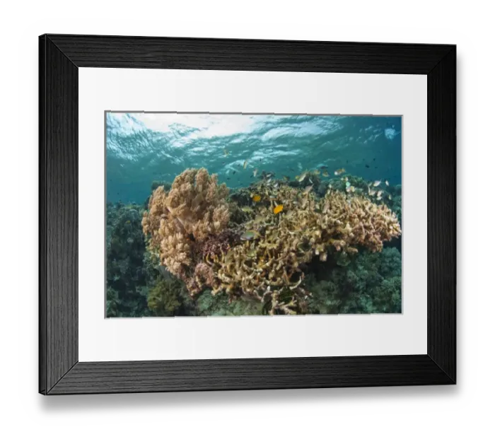 Framed Print : Scuba Diving at Tukang Besi / Wakatobi Archipelago Marine Preserve, South Sulawesi, Indonesia, S Framed Print : Scuba Diving at Tukang Besi / Wakatobi Archipelago Marine Preserve, South Sulawesi, Indonesia, S