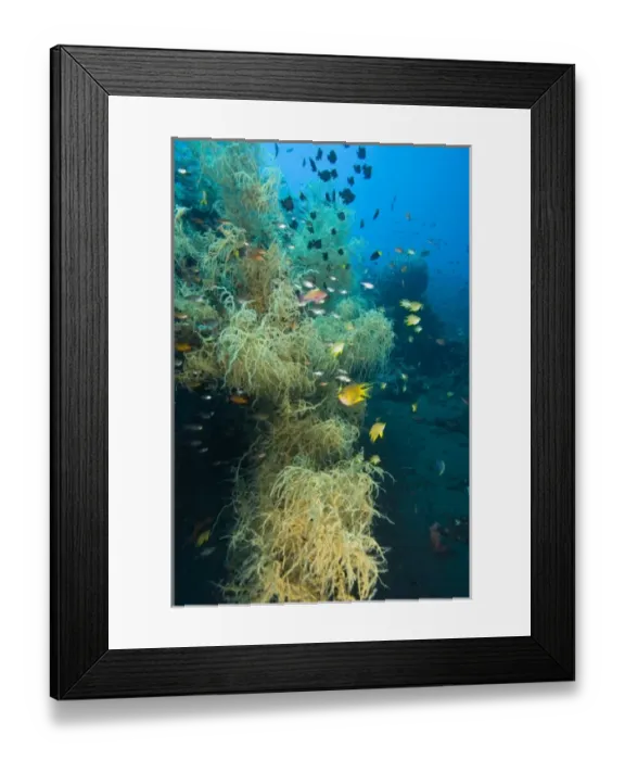 Framed Print : Indonesia, Bali Province, Tulamben. Tropical fish in pristine Black Coral Framed Print : Indonesia, Bali Province, Tulamben. Tropical fish in pristine Black Coral