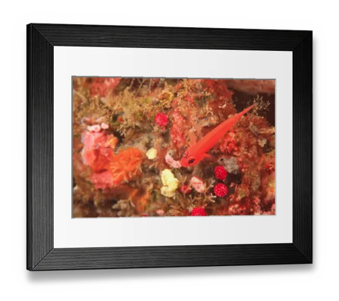 Framed Print : Goby, Tulamben, North Bali, Indonesia Framed Print : Goby, Tulamben, North Bali, Indonesia