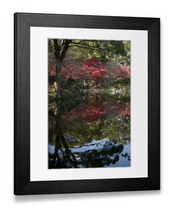 Framed Print : Tranquil fall setting with changing leaves reflected in pond of classical Shukkeien Framed Print : Tranquil fall setting with changing leaves reflected in pond of classical Shukkeien