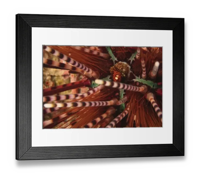 Framed Print : sea urchin, Scuba Diving at Tukang Besi  /  Wakatobi Archipelago Marine Preserve, South Sulawesi